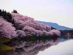 満開