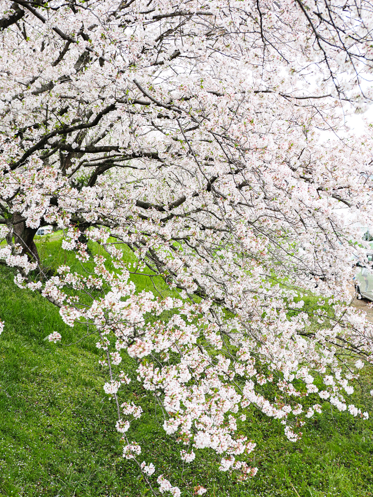 流川の桜並木