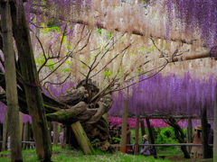 河内藤園