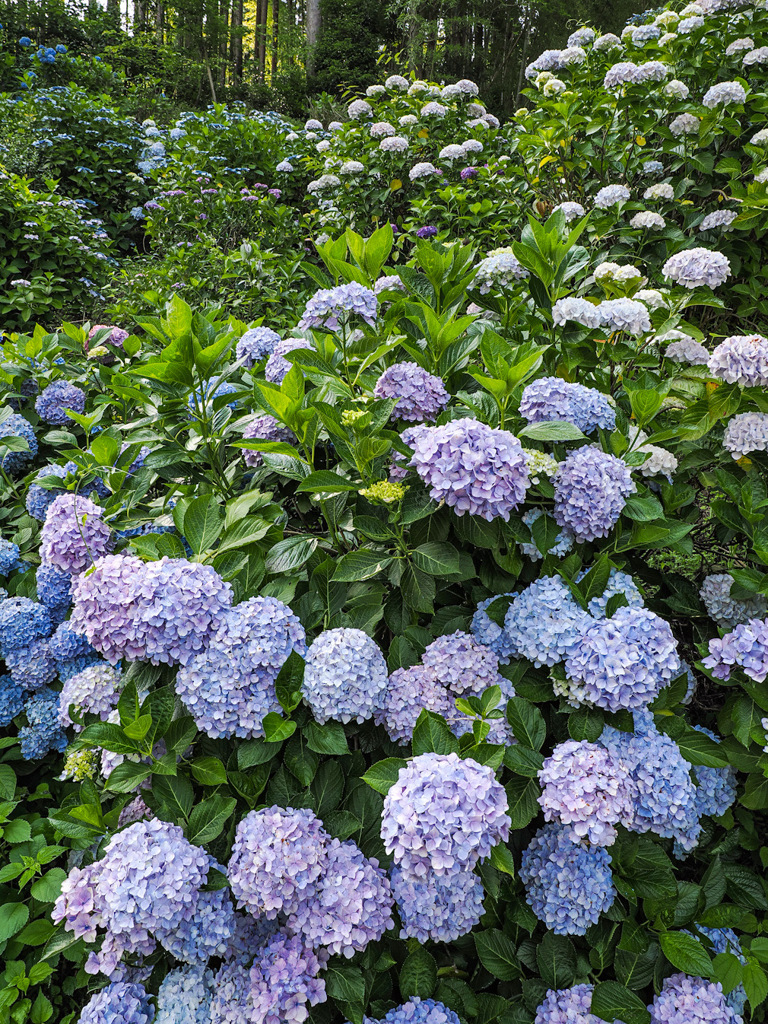 見返りの滝の紫陽花