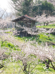 大久保台梅園