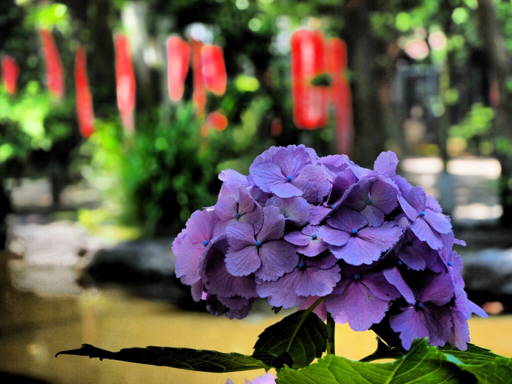 紫陽花