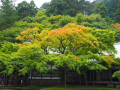 別格本山大覚寺派千如寺の大楓。
