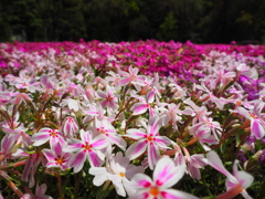 芝桜