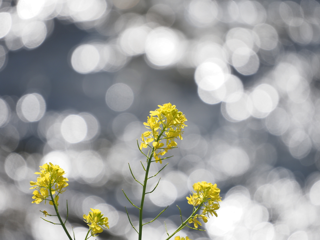 菜の花キラキラ