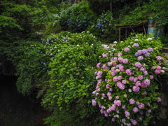 中木庭の紫陽花