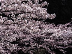 八天桜