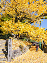 下城の大イチョウ