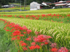 江里山の彼岸花