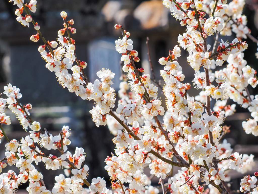 高伝寺の梅