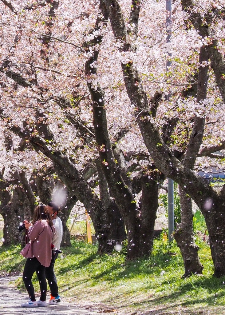 桜吹雪