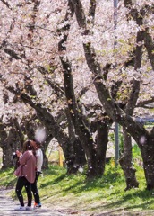 桜吹雪