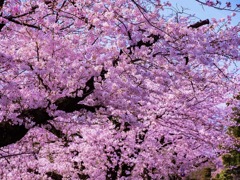 熊本城の桜