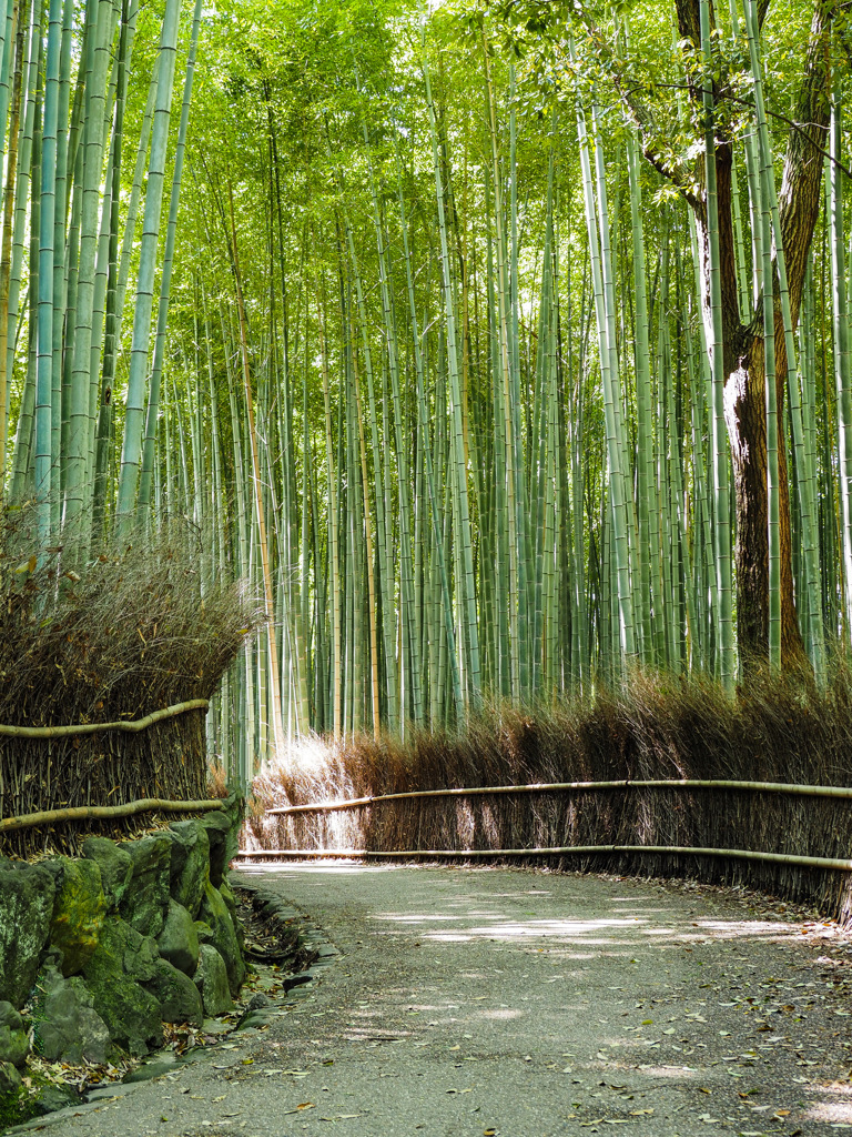 嵐山竹林