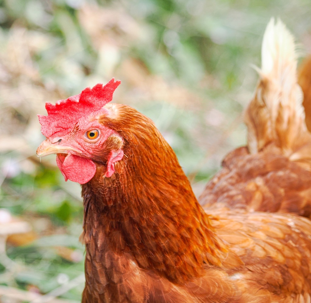 小富士梅林の鶏