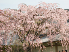 醍醐寺