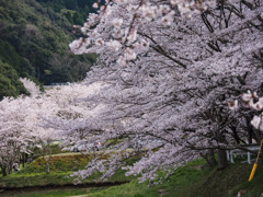 庭木ダム