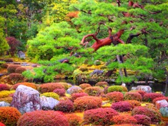 等持院の庭園