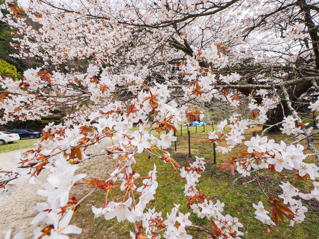 脊振小分校跡の山桜