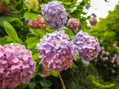 雨上がりの紫陽花