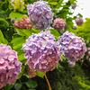 雨上がりの紫陽花