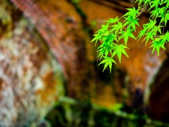 南禅寺水路閣
