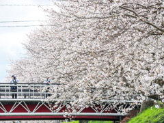 流川の桜並木