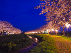 草場川の桜並木ライトアップ
