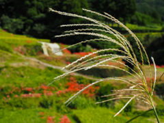 江里山の棚田
