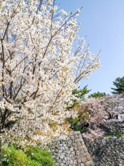 久留米城跡