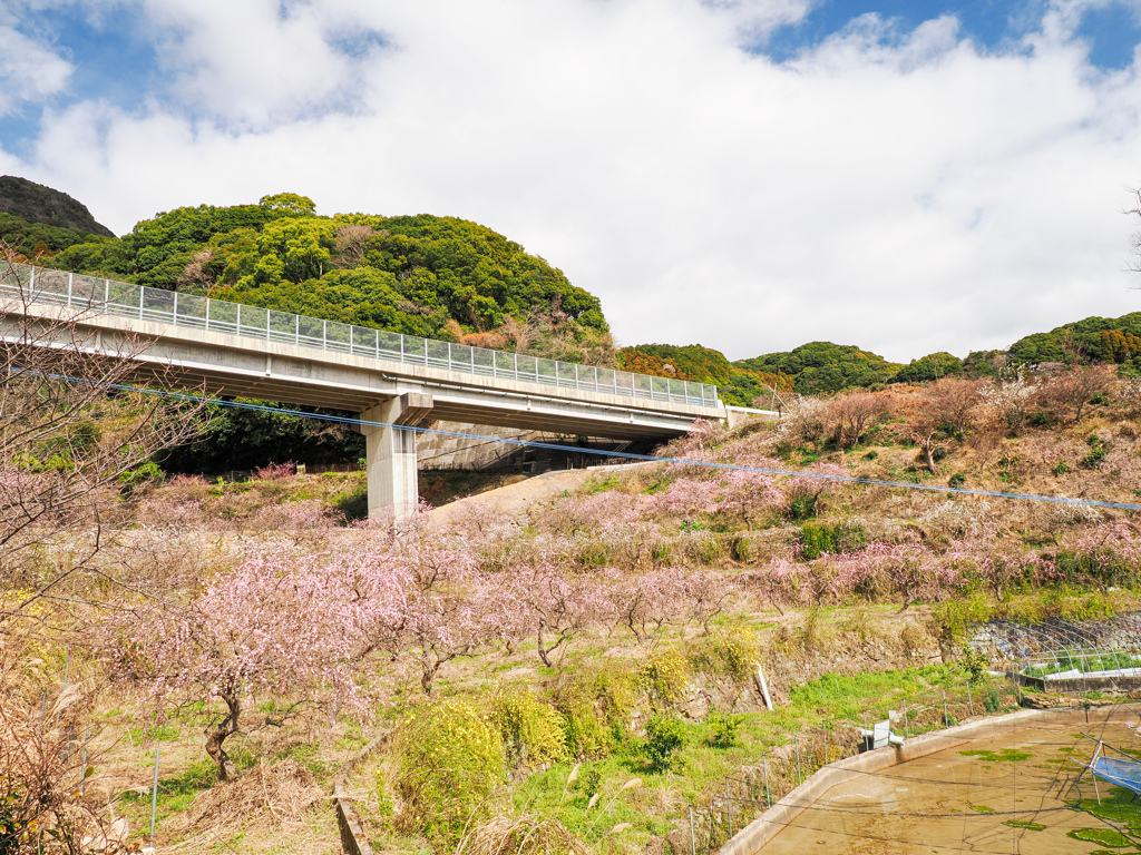 佐世保の梅園