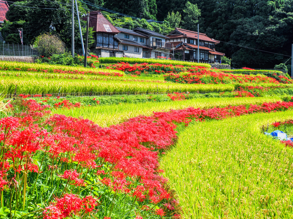 江里山棚田