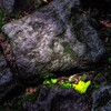 木漏れ陽