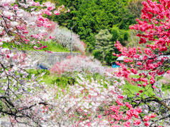花桃の里