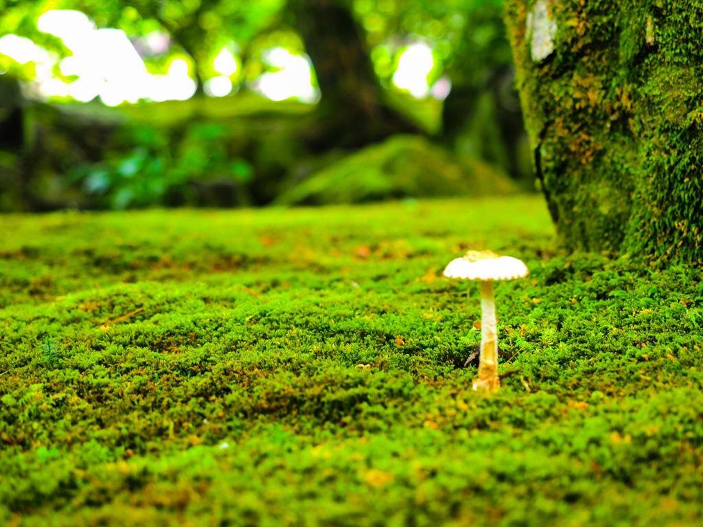 銀閣寺苔の世界 By 雲龍 Id 写真共有サイト Photohito