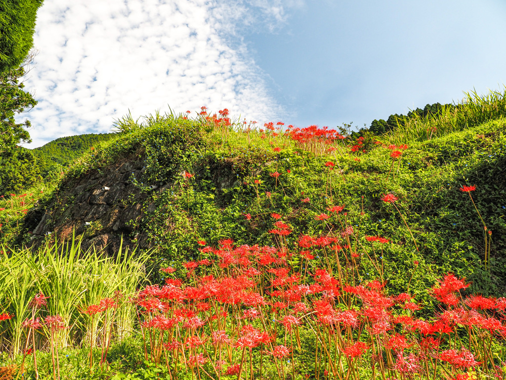 江里山の棚田