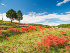 社が丘花公園