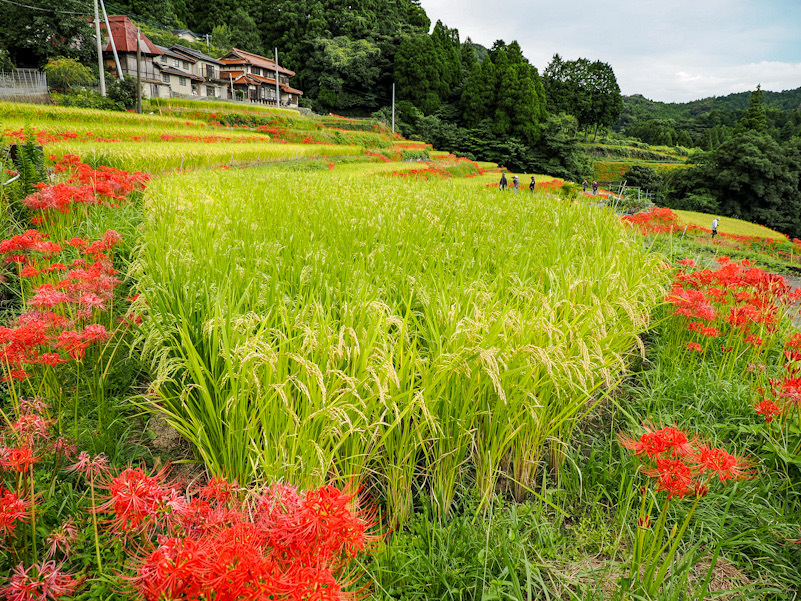 江里山の彼岸花