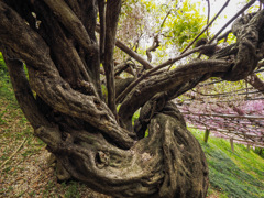 河内藤園
