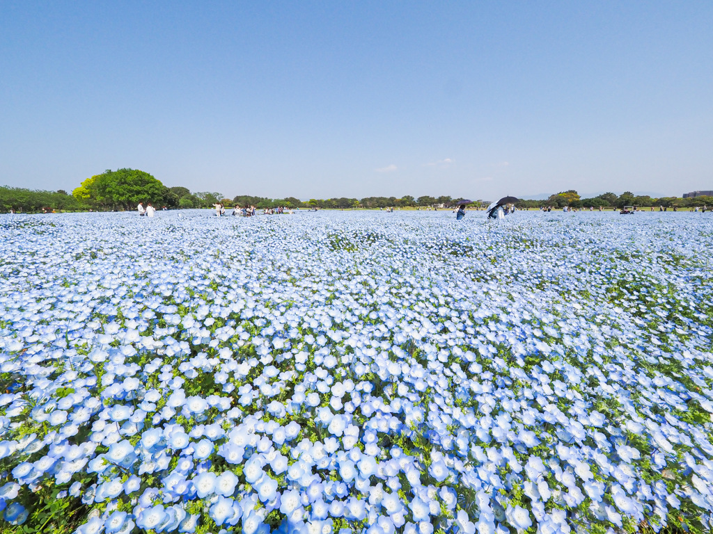 海の中道海浜公園