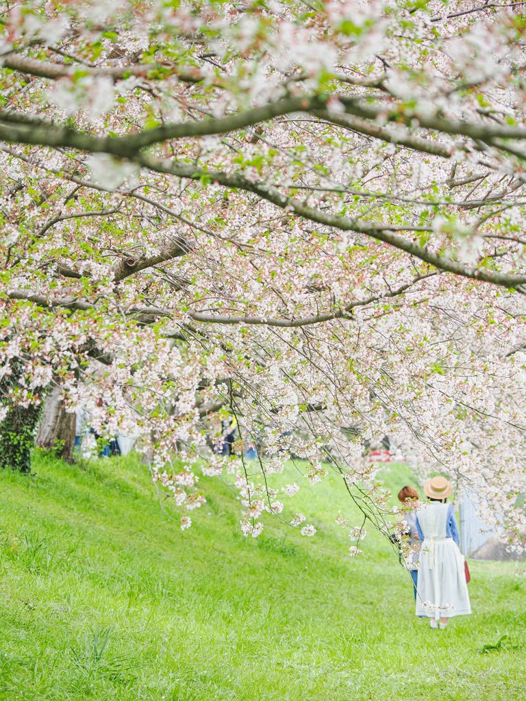 流川の桜並木