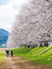 流川の桜並木