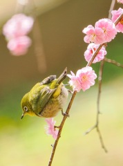 梅園のメジロ