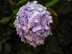 雨上がりの紫陽花