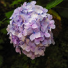 雨上がりの紫陽花