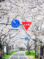 徐福サイクルロード