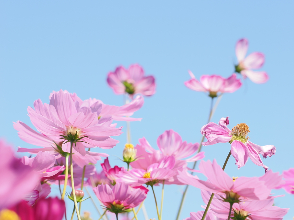 キリン花園