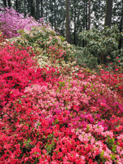 北山シャクナゲ園