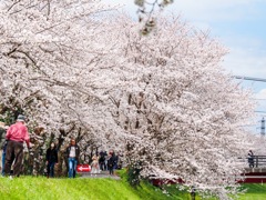 流川の桜並木