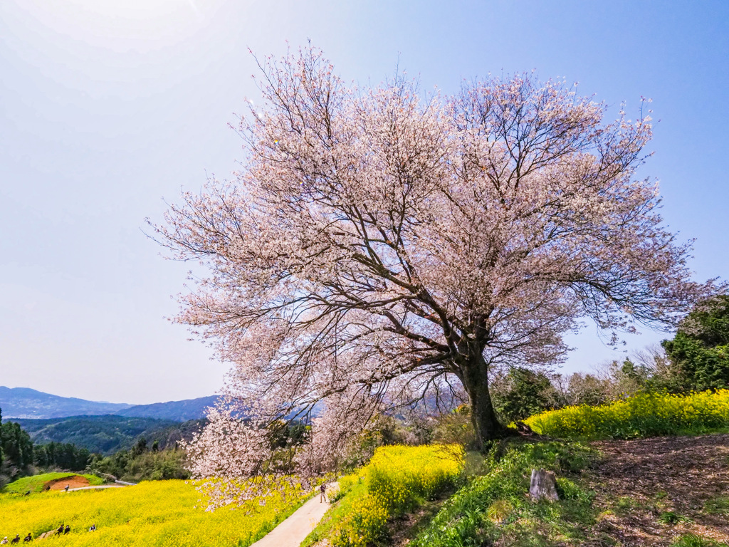 馬場の山桜